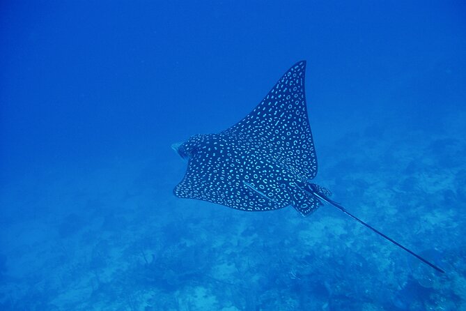 Scuba Diving for Beginners in Acapulco - What the first session is like