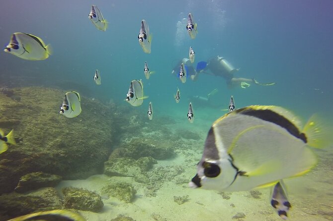 Scuba Diving for Beginners in Acapulco - Why the 45-minute break matters