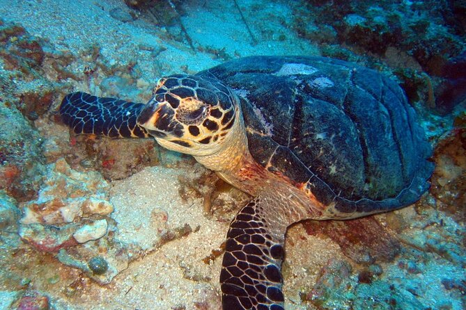 Scuba Diving for Beginners in Acapulco - The instructors and group size