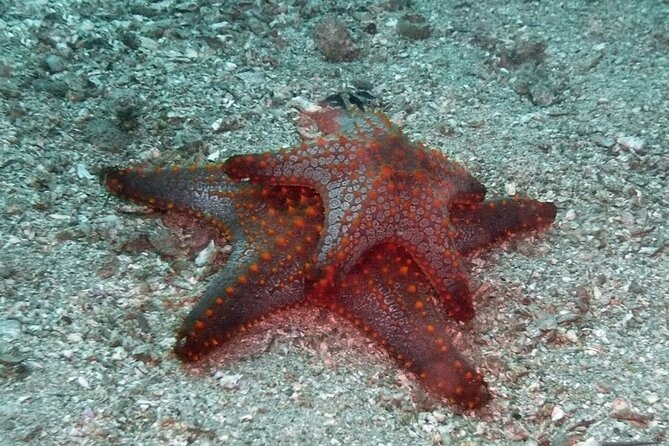 Scuba Diving for Beginners in Acapulco - Pickup, meeting point, and the Diamante limitation