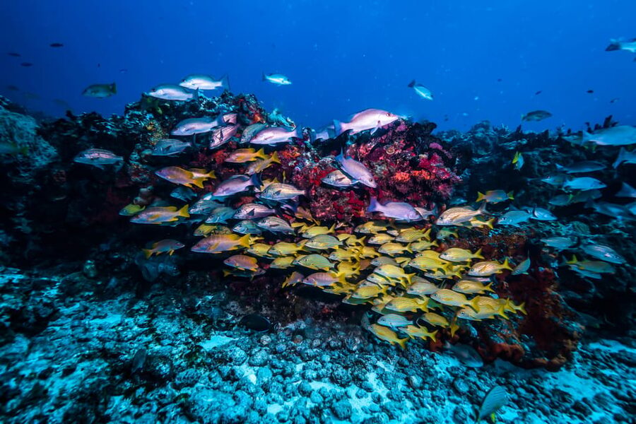 Scuba diving for beginners in crystal clear sea of Halkidiki - Porto Valitsa Bay, from beach practice to reef life