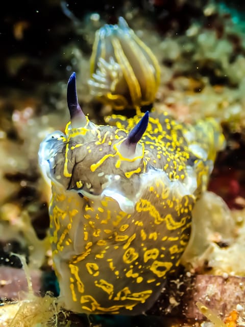 Scuba diving for beginners in crystal clear sea of Halkidiki - How much time do you spend underwater?