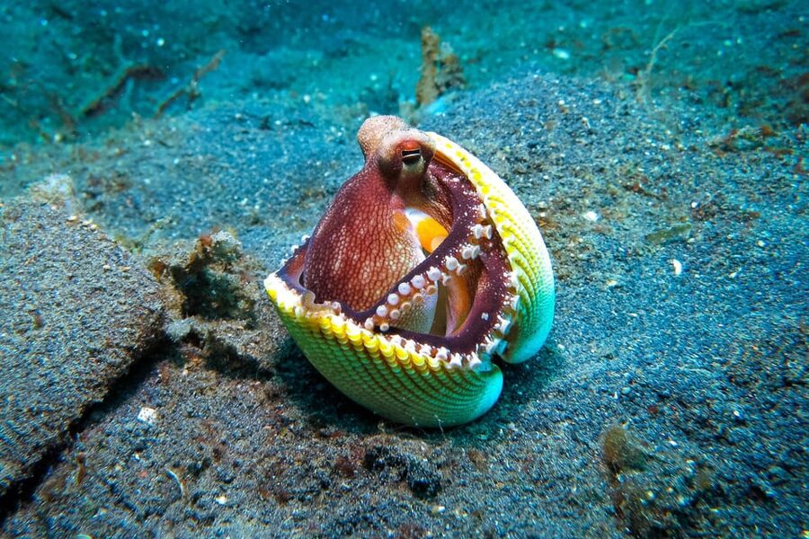 Scuba diving for beginners in crystal clear sea of Halkidiki - What the $106 price includes
