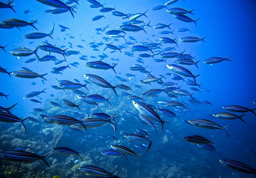 Scuba diving for beginners in crystal clear sea of Halkidiki - Morning or afternoon session?