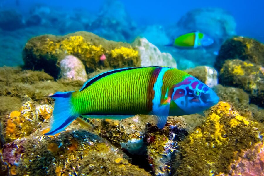 Scuba diving for beginners in crystal clear sea of Halkidiki - What can make the experience less smooth?