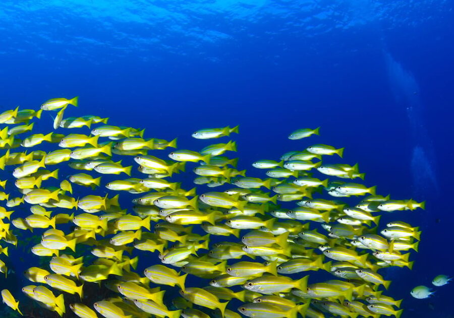 Scuba diving for beginners in crystal clear sea of Halkidiki - The 20-minute safety briefing