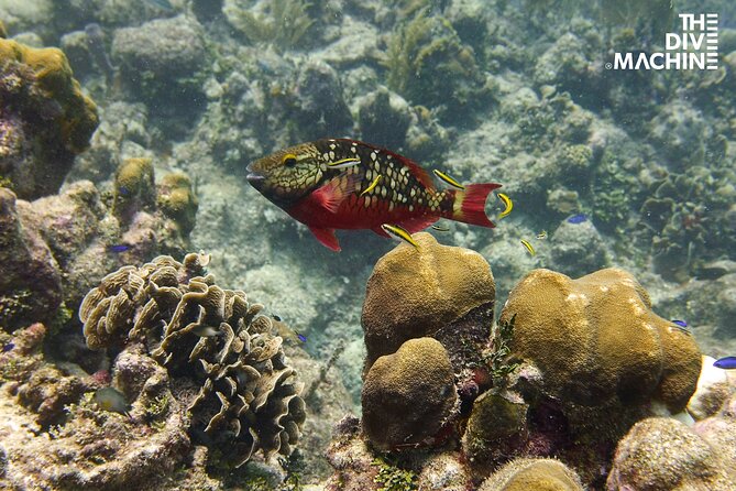 Scuba Diving for Beginners – Tulum Dive Machine - Timing, Meeting Point, and What You Pay
