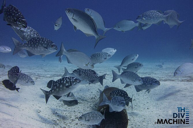 Scuba Diving for Beginners – Tulum Dive Machine - The Flight Rule Is Important