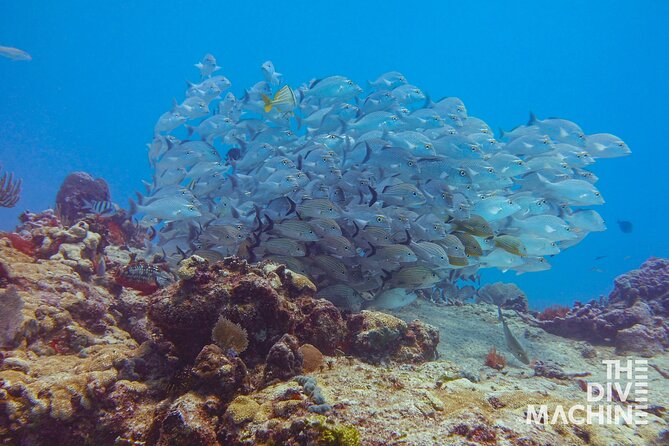 Scuba Diving for Beginners – Tulum Dive Machine - Who Will Enjoy This Most