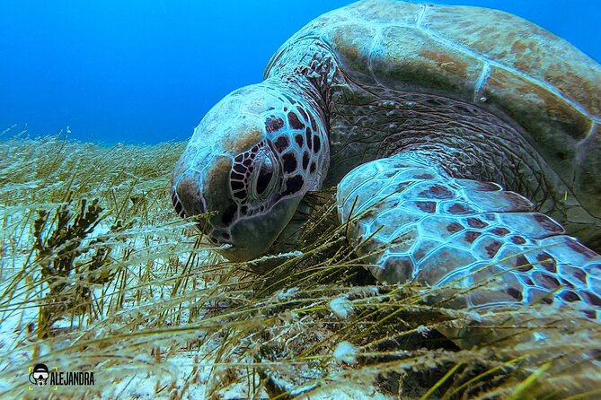 Scuba Diving for Beginners – Tulum Dive Machine - Should You Book This First-Time Scuba Experience?