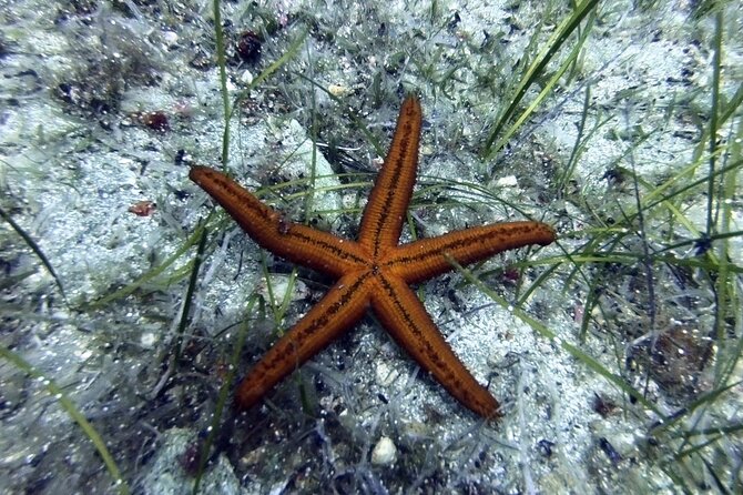 Scuba Diving for Beginners with a PADI Instructor near Heraklion - Your first underwater hour at the house reef
