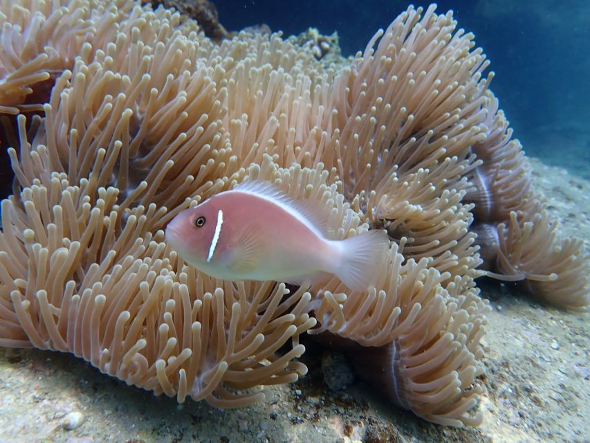 Scuba Diving for Beginners with Certified Diving Centre - Who will get the most from this experience