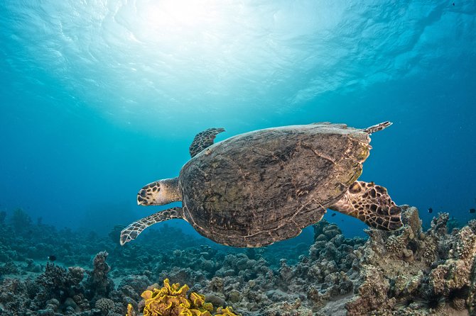 Scuba Diving for Certified Divers - The C-130, the tank, and coral reef