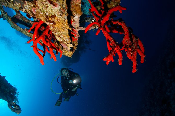 Scuba Diving for Certified Divers - Who will get the most from this day