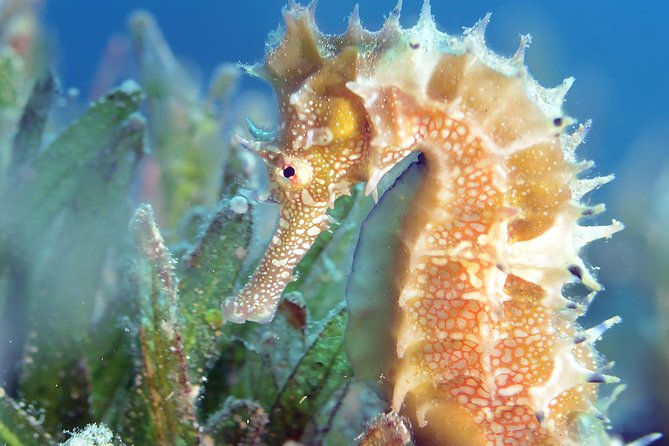 Scuba Diving for Certified Divers - Booking advice, weather, and cancellation