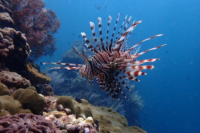 Scuba Diving for Certified Divers from Koh Yao Yai - Who should book this Koh Yao Yai trip