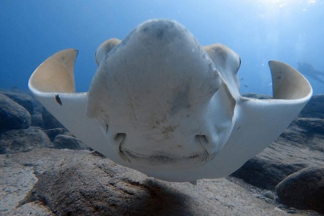 Scuba Diving for Certified Divers in Costa Adeje - Key points at a glance