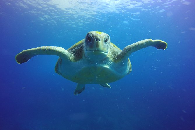 Scuba Diving for Certified Divers in Costa Adeje - What the Costa Adeje session is really like