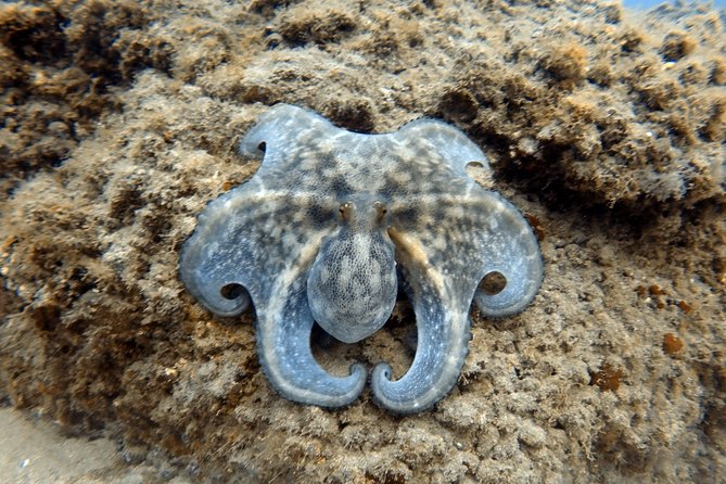 Scuba Diving for Certified Divers in Costa Adeje - Guidance under the water