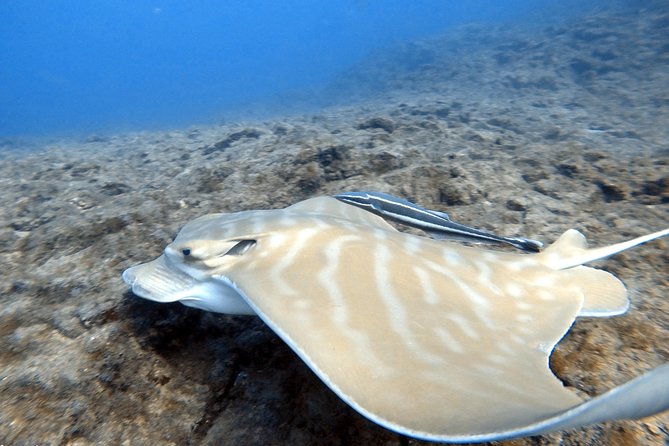 Scuba Diving for Certified Divers in Costa Adeje - Communication and group expectations