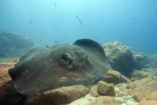 Scuba Diving for Certified Divers in Costa Adeje - Meeting at Travel Sub Dive Center