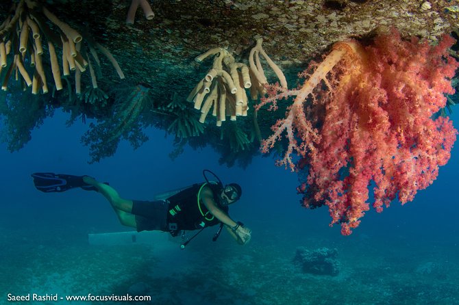 Scuba Diving for Certified Divers - Setting out by boat for two underwater sessions