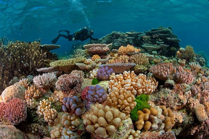 Scuba Diving Full Day Boat Trip for beginners With Lunch & Transfer – Hurghada - Key points before you book