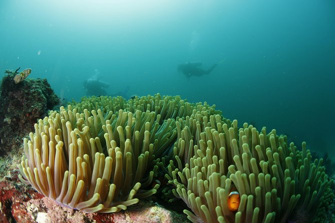 Scuba Diving in Boracay: SSI Basic Diver for Beginners - A low-pressure introduction to scuba in Boracay