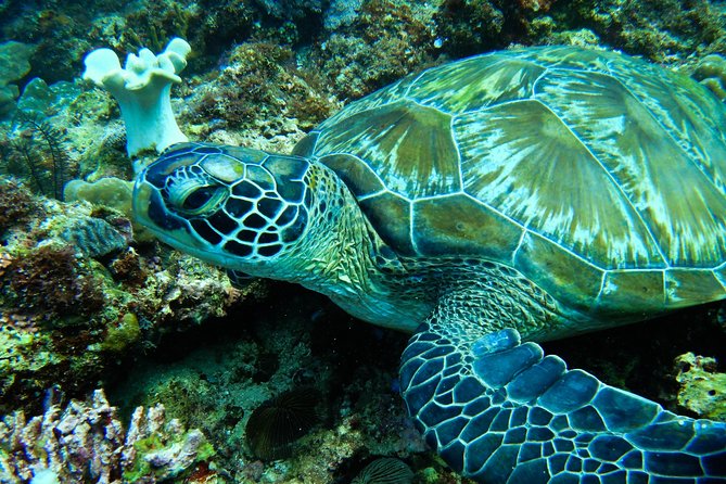 Scuba Diving in Boracay: SSI Basic Diver for Beginners - The 10 to 15 minute boat ride to the underwater site