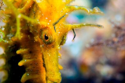 Scuba diving in Calabria, Italy