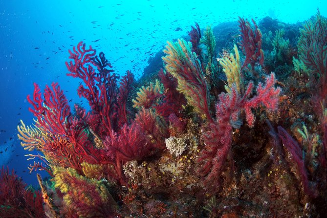 Scuba diving in Calabria, Italy - The guides and the feel of the center