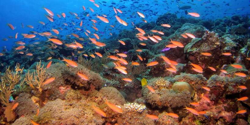 Scuba Diving in Colombo - What the two-hour schedule means for you