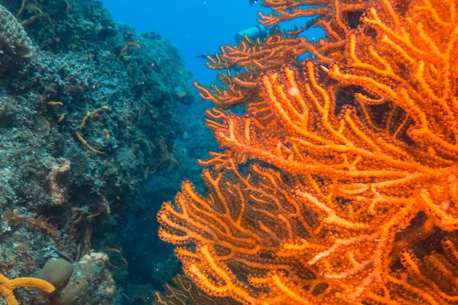 Scuba Diving in Cozumel Island - Why Cozumel is worth the boat ride