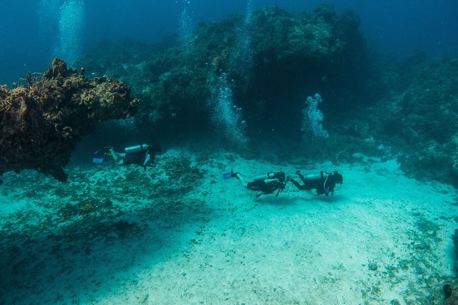 Scuba Diving in Cozumel Island - Returning to Cozumel, then choosing your ferry
