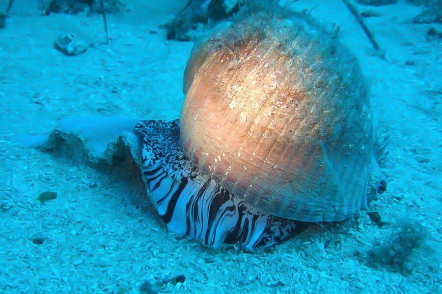 Scuba Diving in Dubrovnik: 1 Dive for Certified Divers - Key points to know before you book