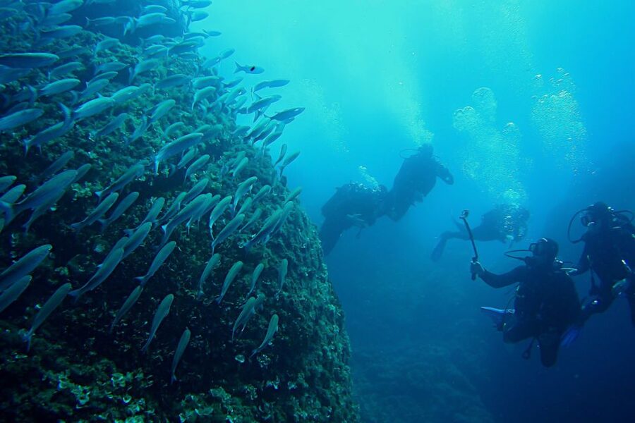 Scuba Diving in Dubrovnik: 1 Dive for Certified Divers - Who should book this scuba outing?