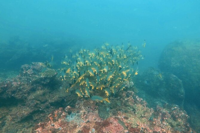 Scuba Diving in Kalpitiya - Key points to know before you book