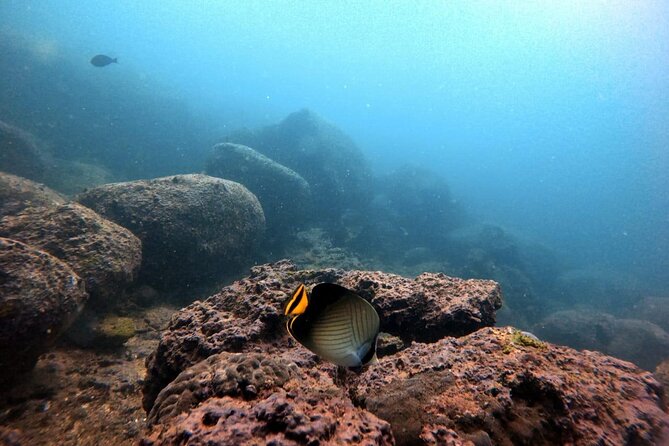 Scuba Diving in Kalpitiya - Why Kalpitiya is a strong place for an underwater outing