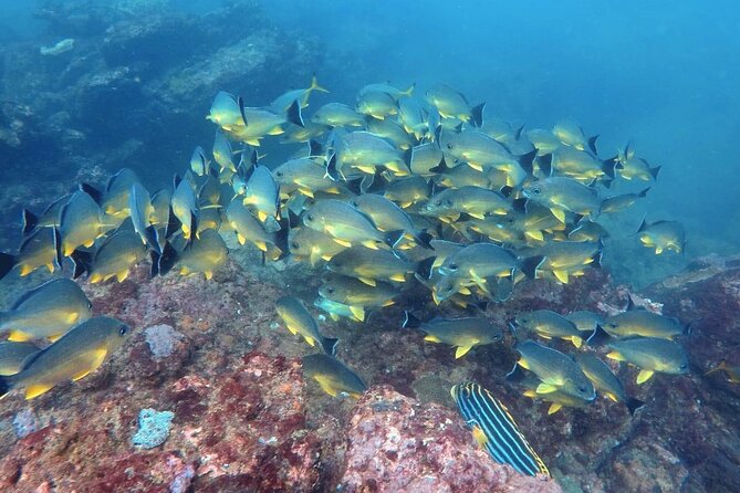 Scuba Diving in Kalpitiya - Getting to the meeting point and planning your day