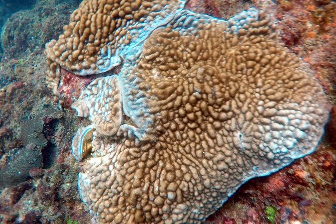 Scuba Diving in Kalpitiya - Wrecks, rock formations, and small creatures