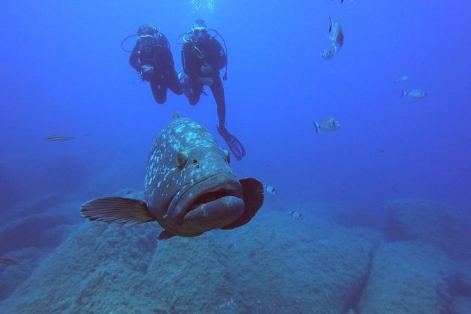 Scuba Diving in La Maddalena & Lavezzi Park for certified divers. - A morning among La Maddalena and Lavezzi’s underwater sites