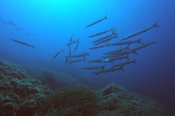 Scuba Diving in La Maddalena & Lavezzi Park for certified divers. - What you may see below the surface