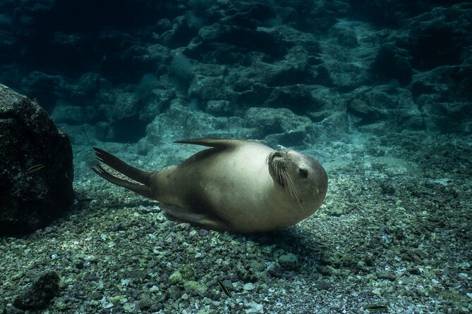 Scuba Diving in La Paz Private Trip - Key points to know before booking
