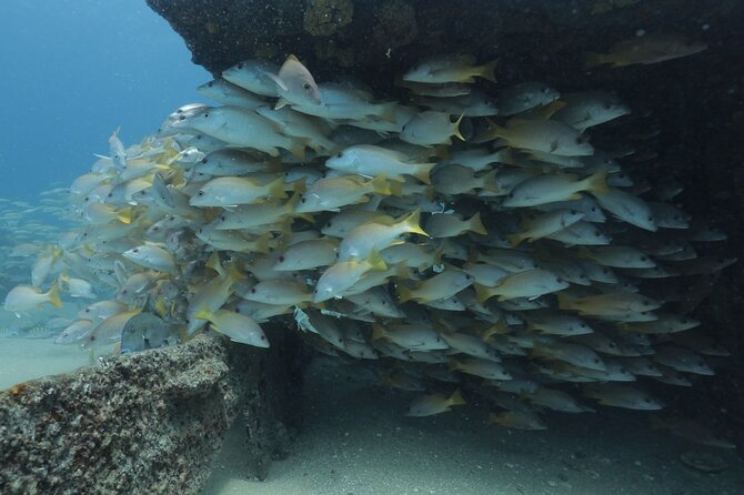 Scuba Diving in La Paz Private Trip - The surface interval brings island context