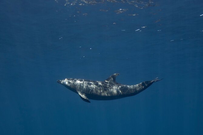 Scuba Diving in La Paz Private Trip - What the private price means for your group