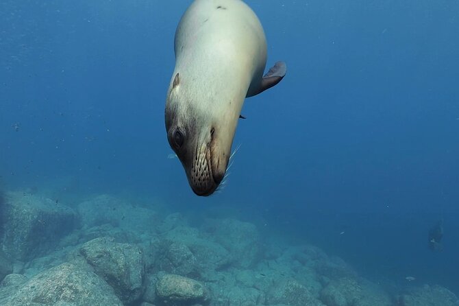 Scuba Diving in La Paz Private Trip - Who will enjoy this La Paz outing most