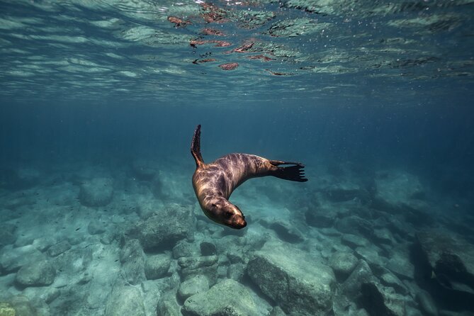 Scuba Diving in La Paz Private Trip - First underwater session at Espíritu Santo Island