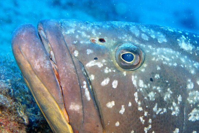 Scuba Diving in Lanzarote (for certified divers only) - The first entry at Playa Chica