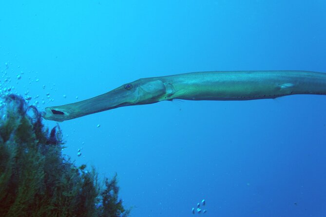 Scuba Diving in Lanzarote (for certified divers only) - A 45 to 60 minute break between sessions