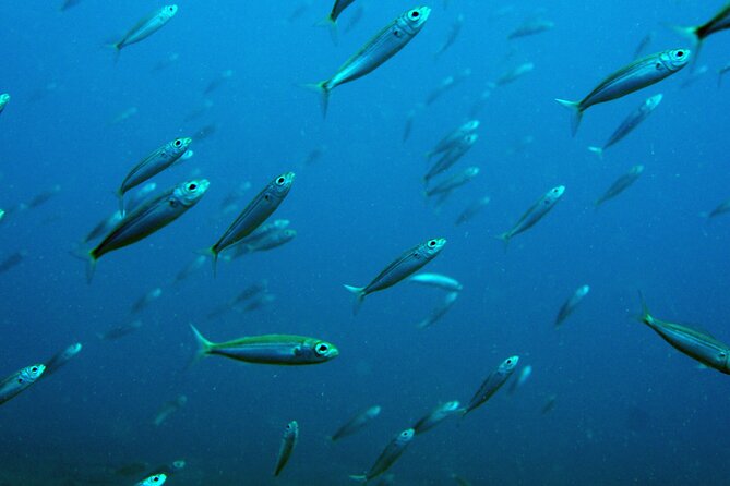 Scuba Diving in Lanzarote (for certified divers only) - The second session and marine life